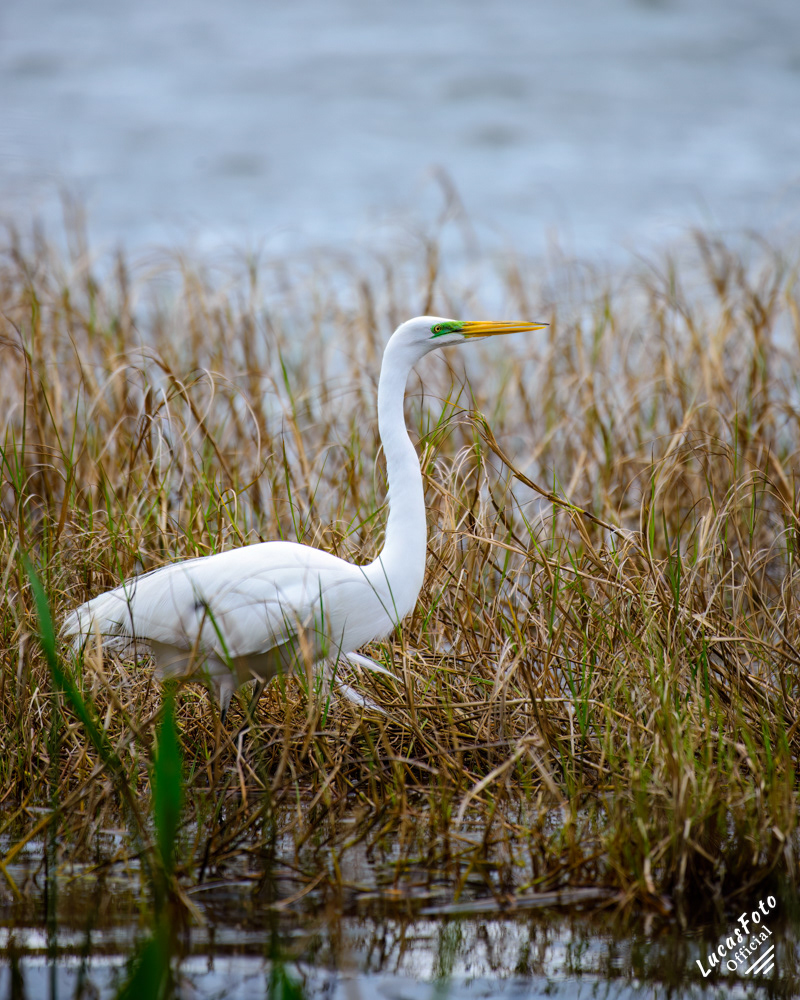 Great Egret