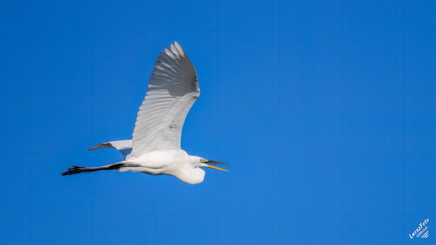 Great Egret