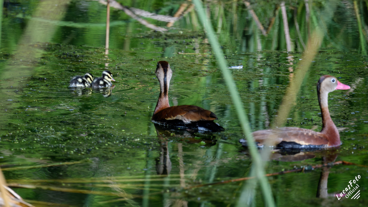 Black-bellied Whistling-Duck