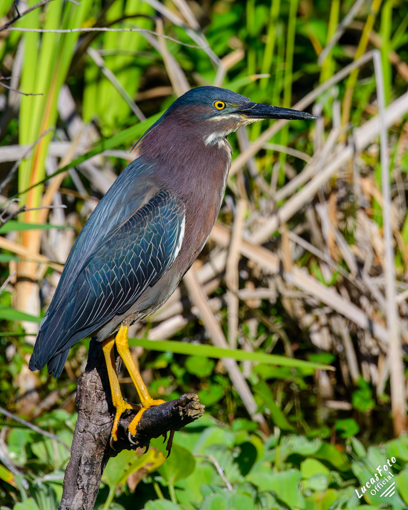 Green Heron