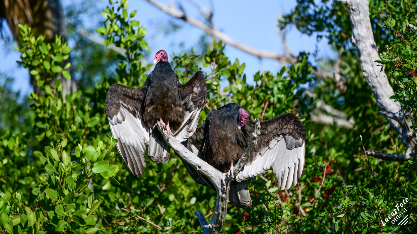 Turkey Vulture