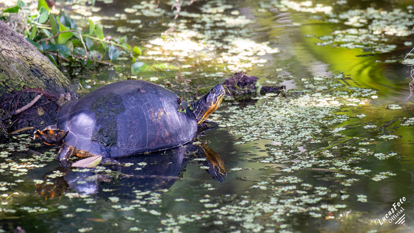 Florida Chicken Turtle