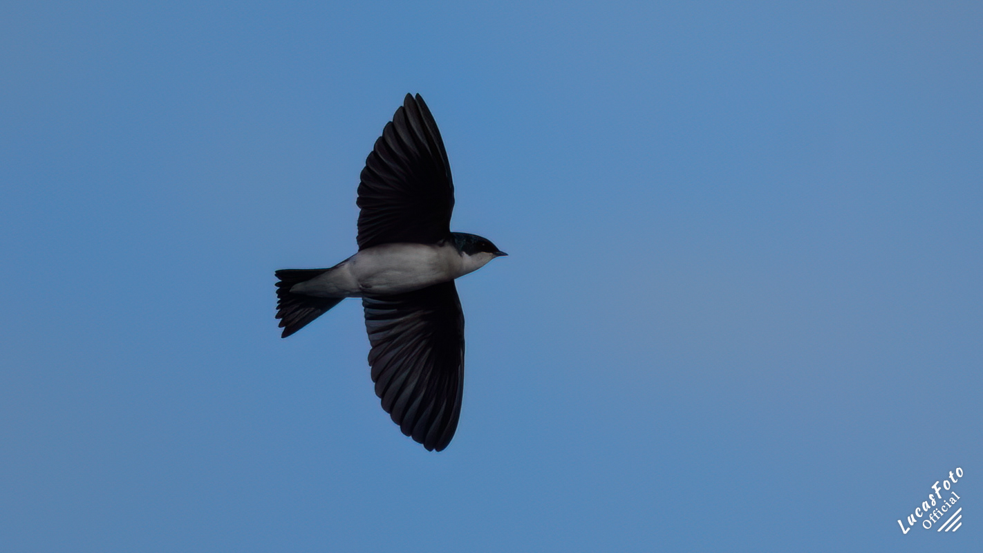 Tree Swallow