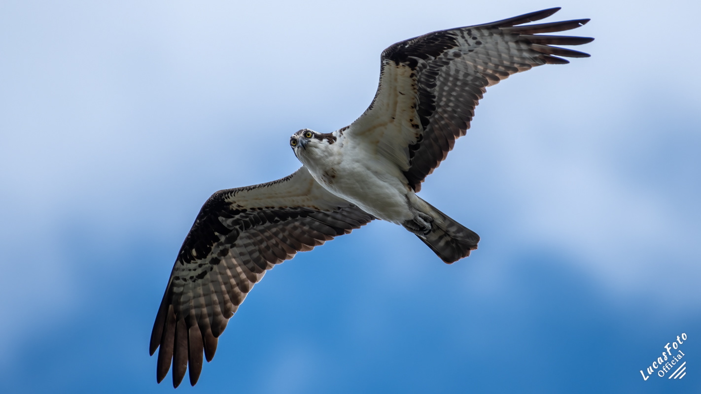 Osprey