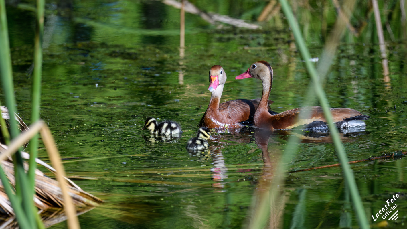 Black-bellied Whistling-Duck