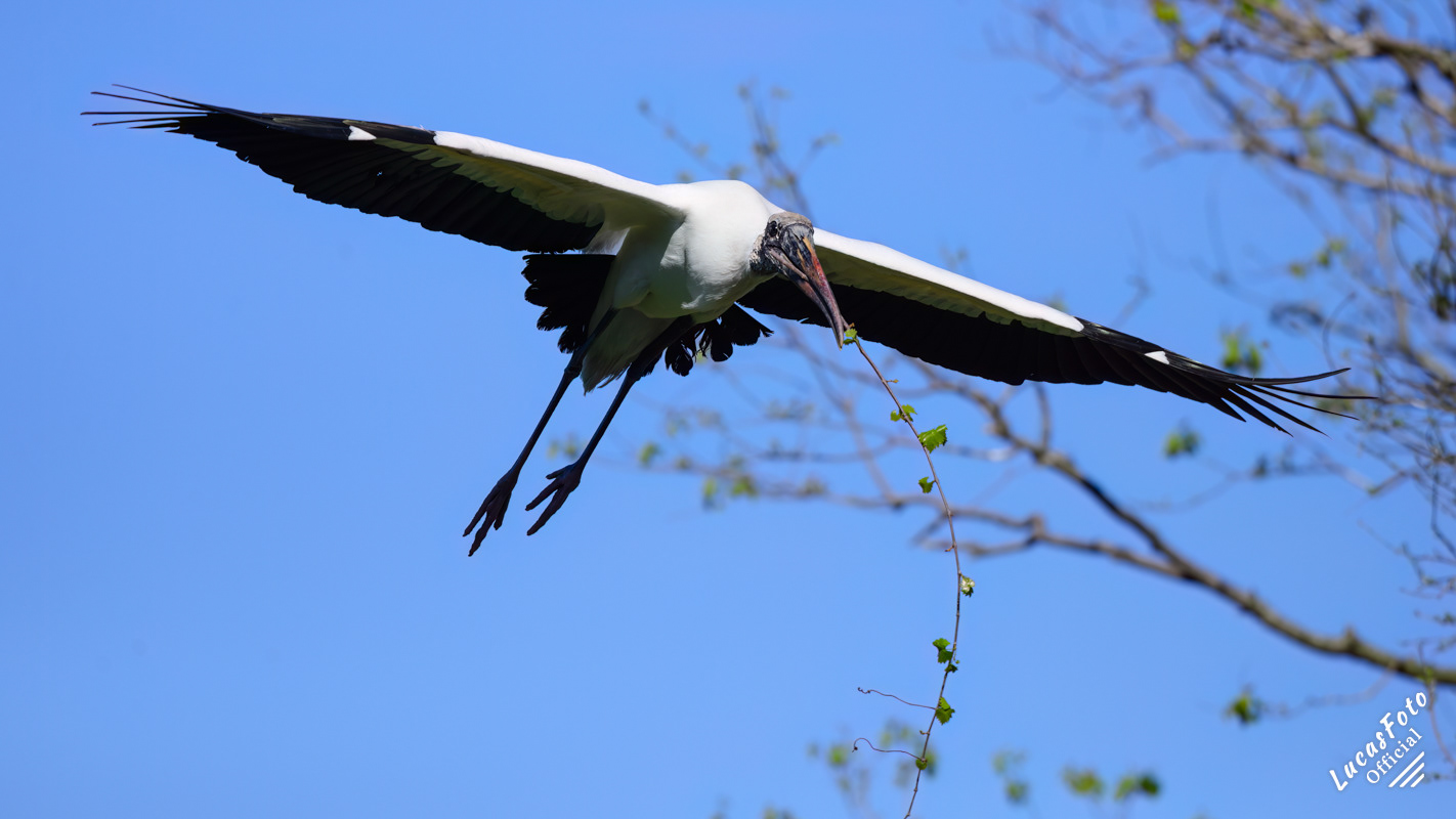 Wood Stork