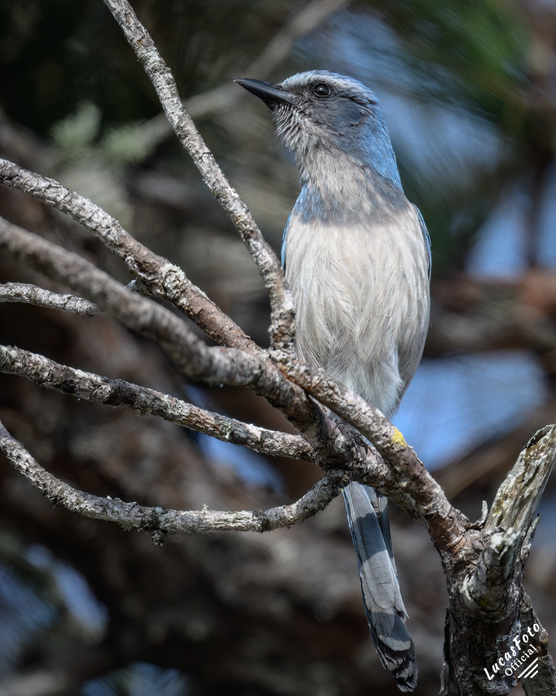 Florida Scrub Jay