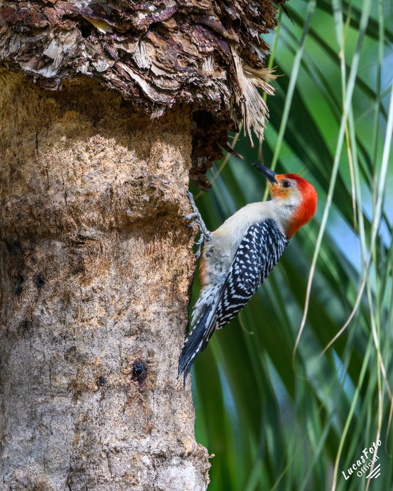 Red-bellied Woodpecker