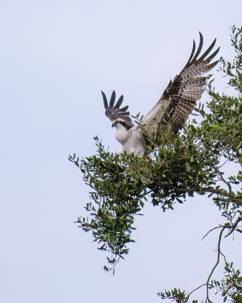 Osprey