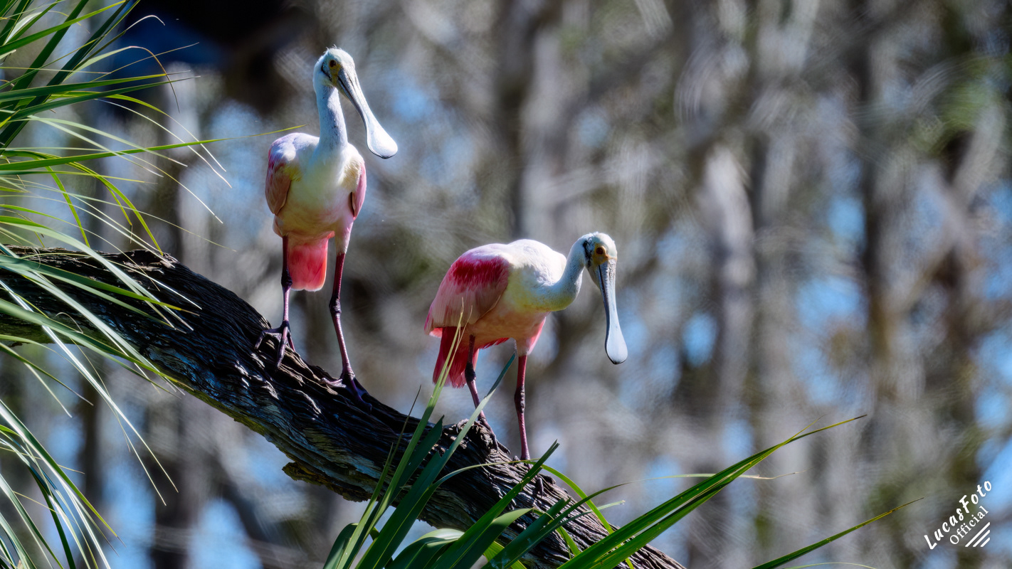 Roseate Spoonbill