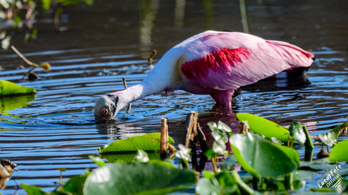 Roseate Spoonbill