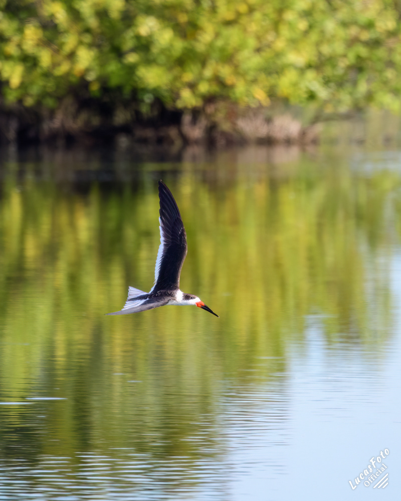 Black Skimmer