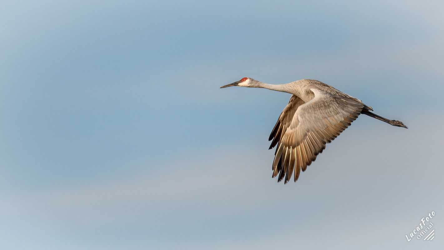 Sandhill Crane