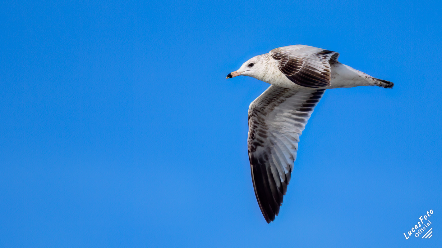 Ring-billed Gull