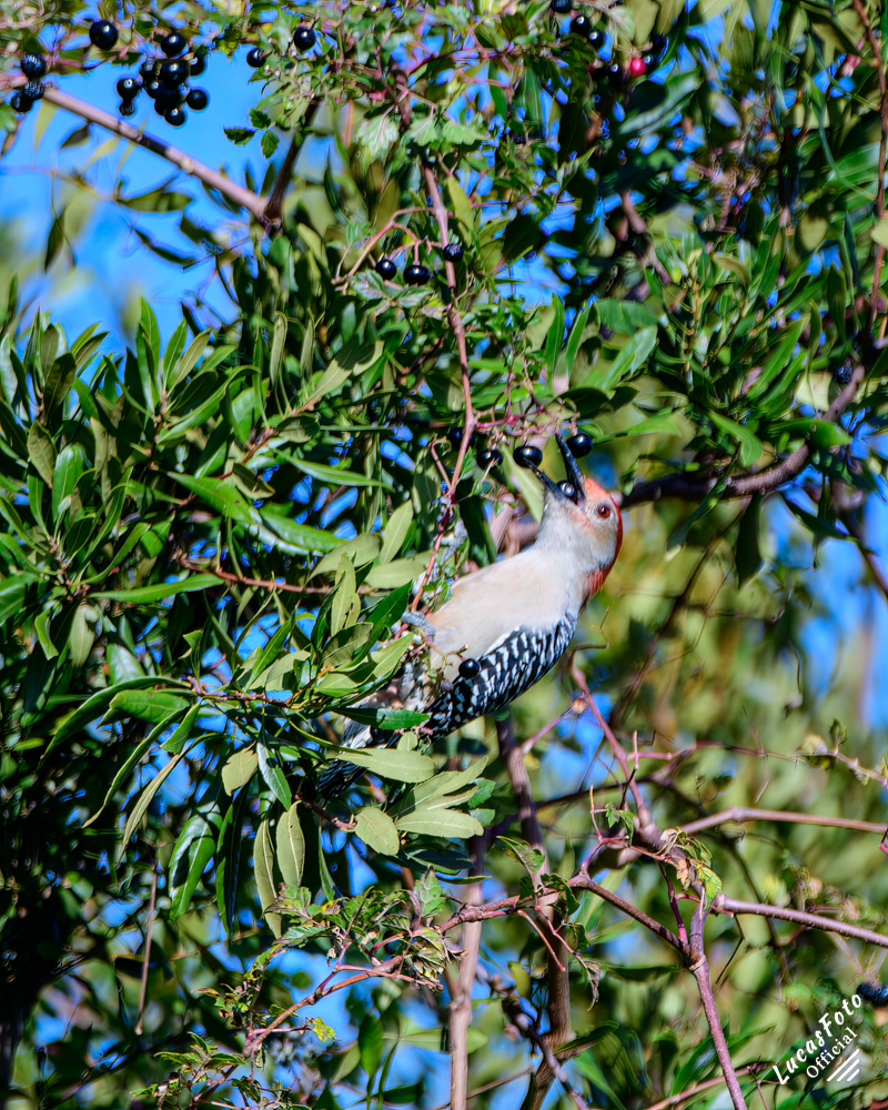 Red-bellied Woodpecker