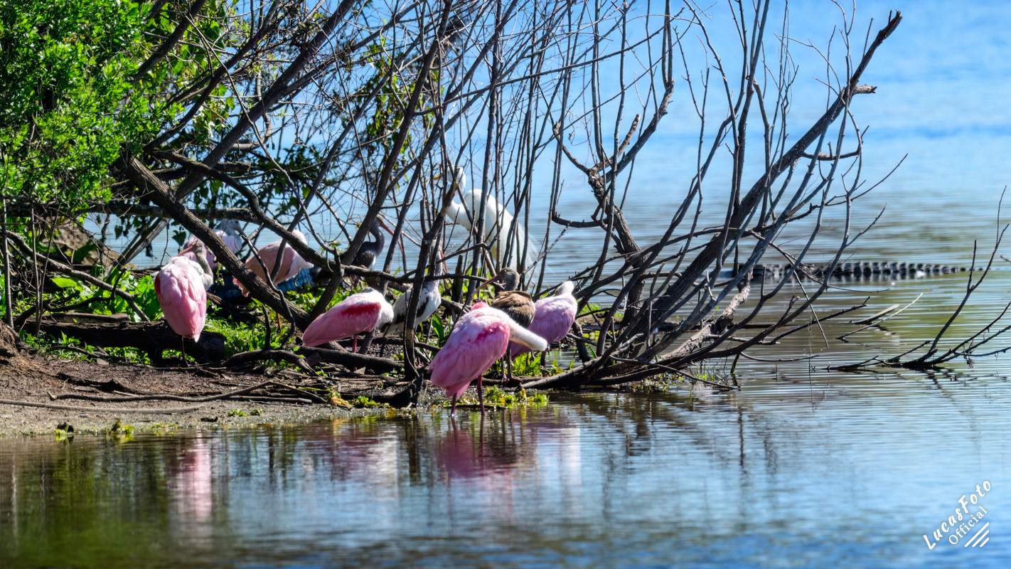 Roseate Spoonbill / Alligator
