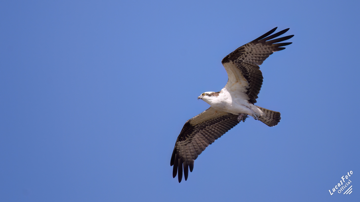 Osprey