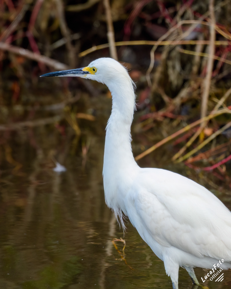 Snowy Egret