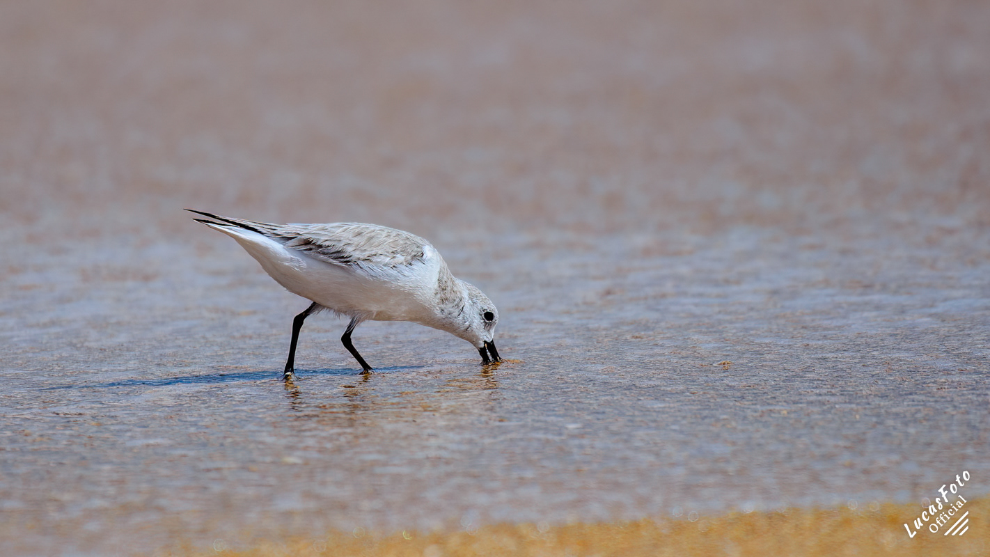 Sanderling