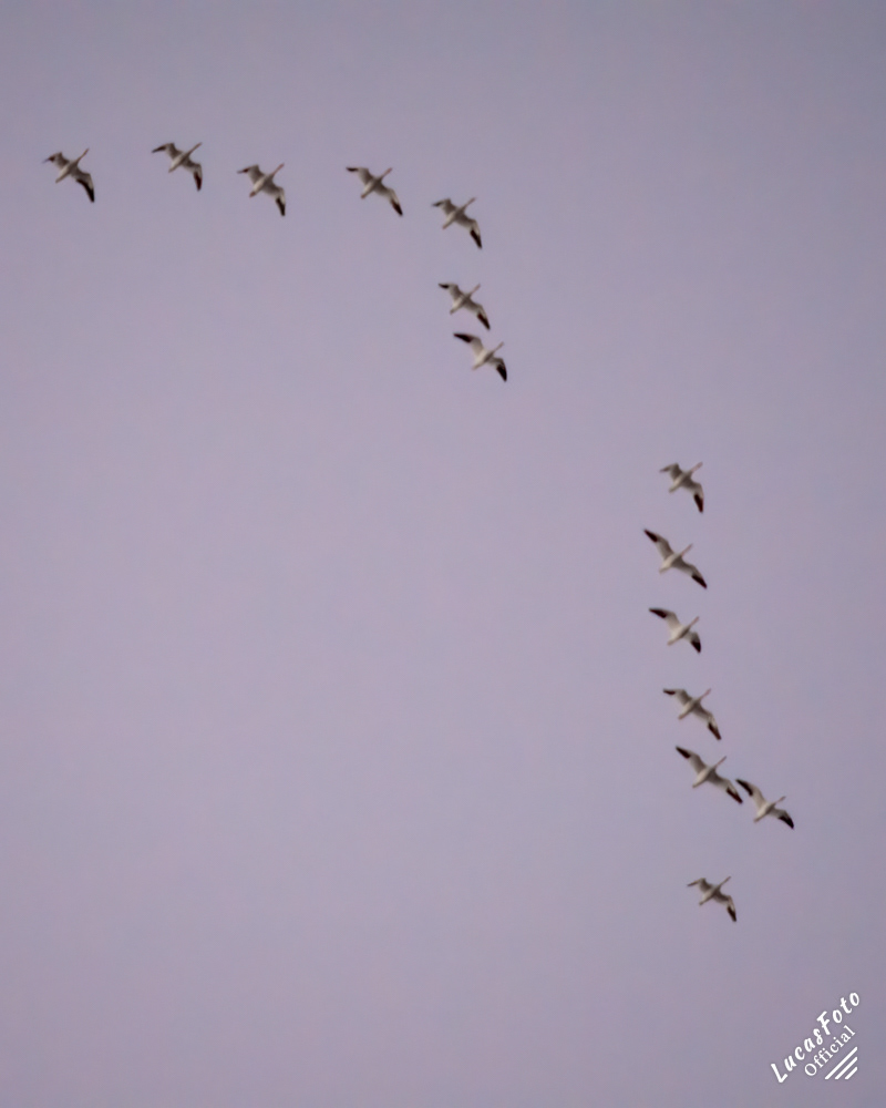 Snow Geese