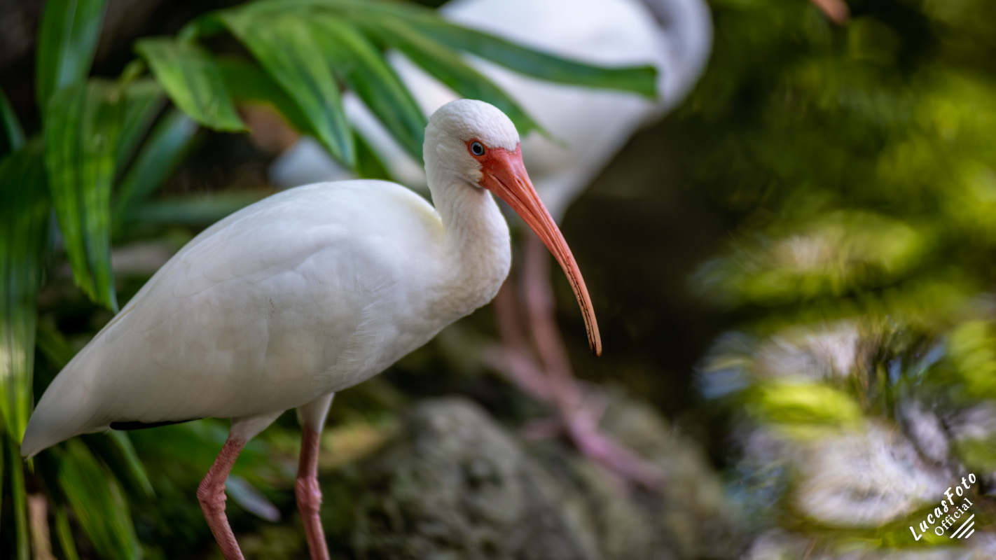 White Ibis