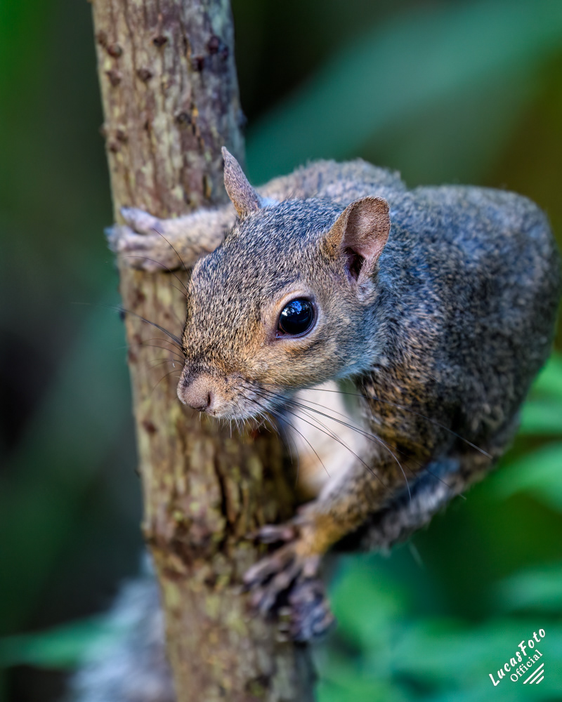 Gray Squirrel