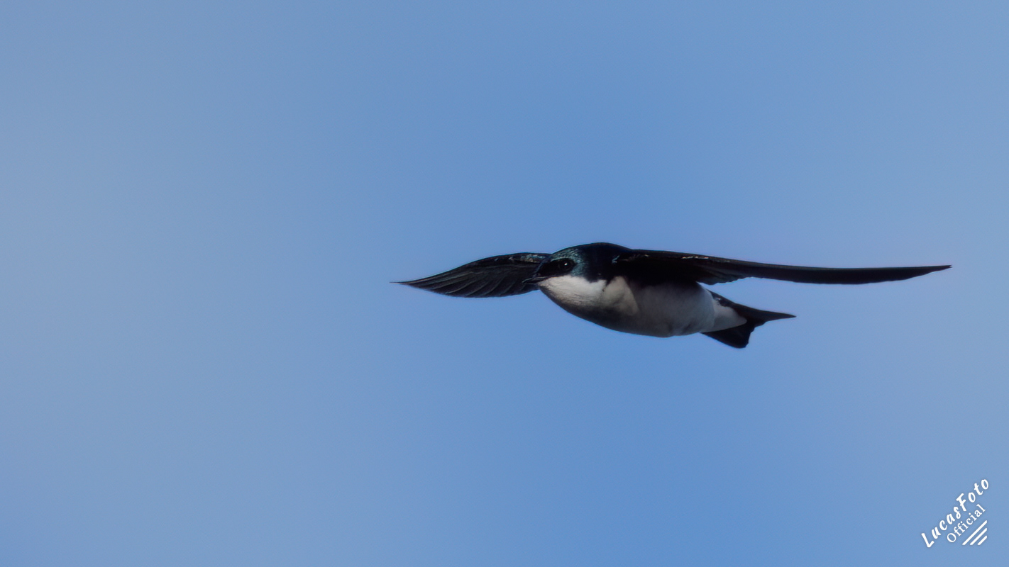 Tree Swallow