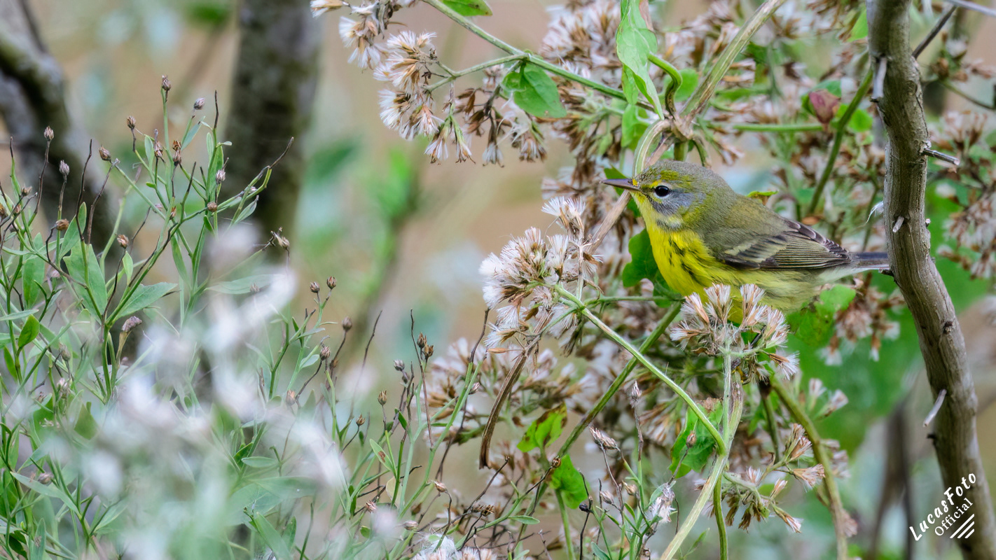 Prairie Warbler