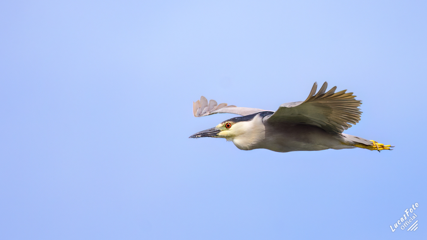 Black-crowned Night Heron