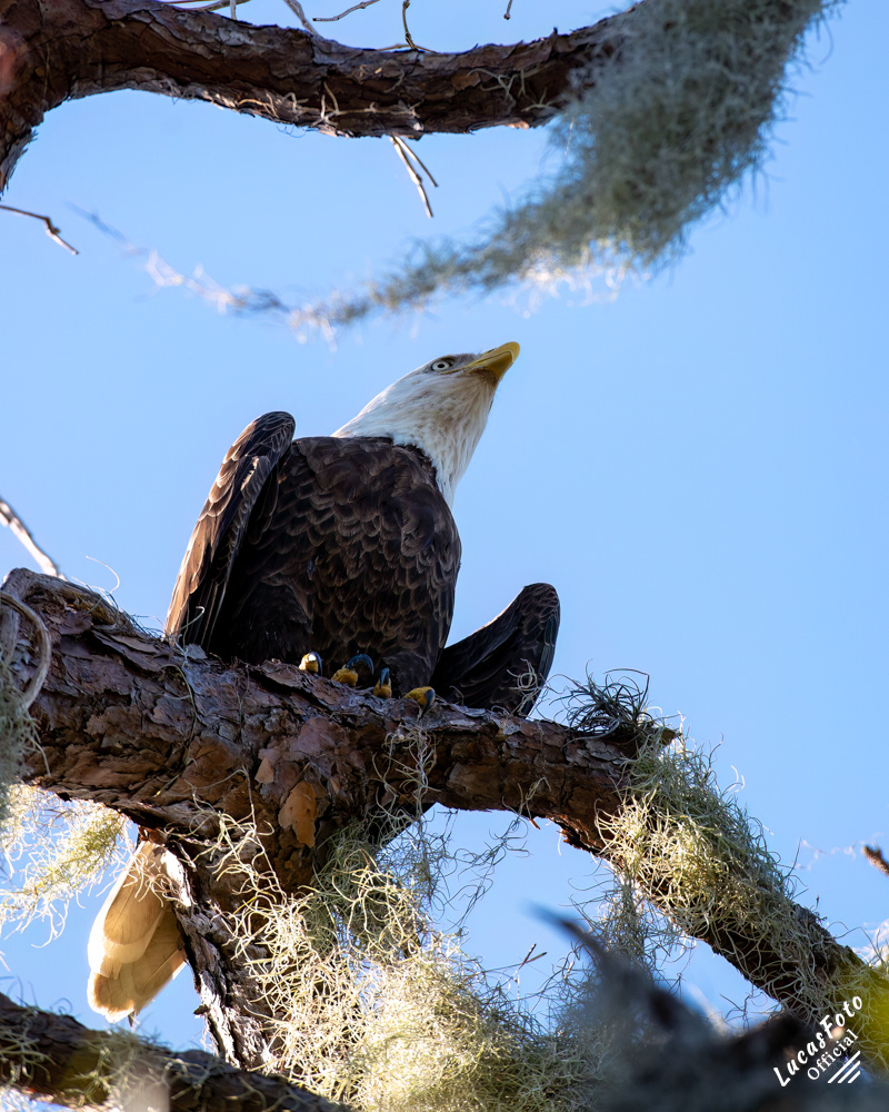 Bald Eagle