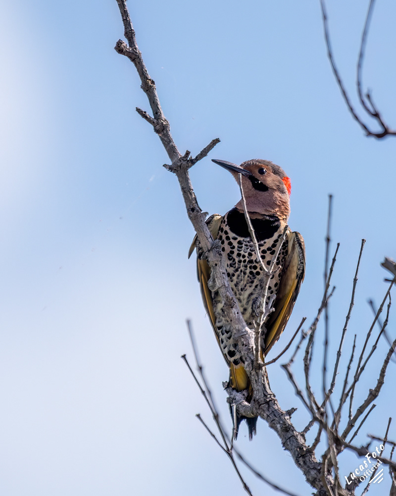 Northern Flicker