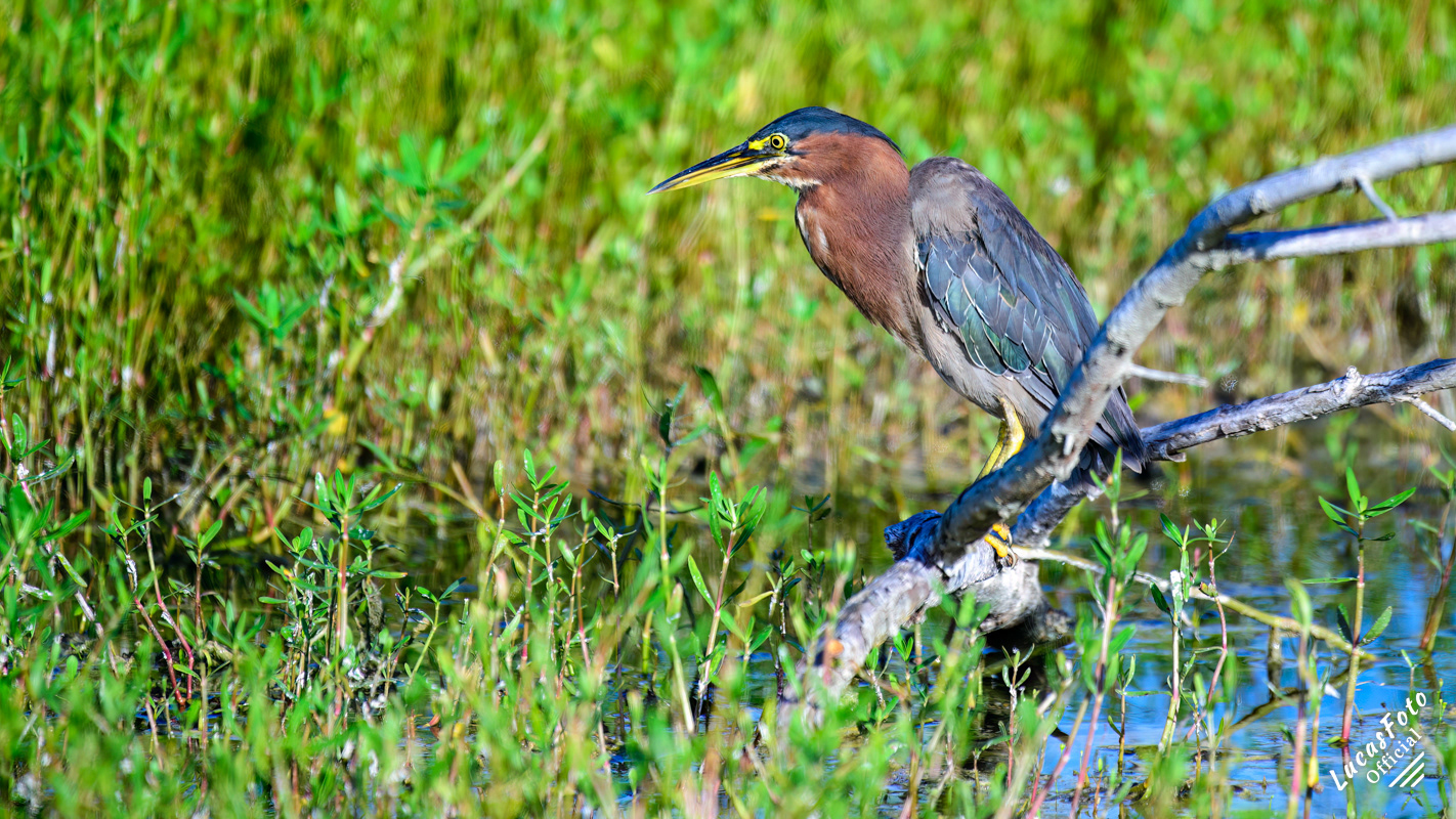 Green Heron