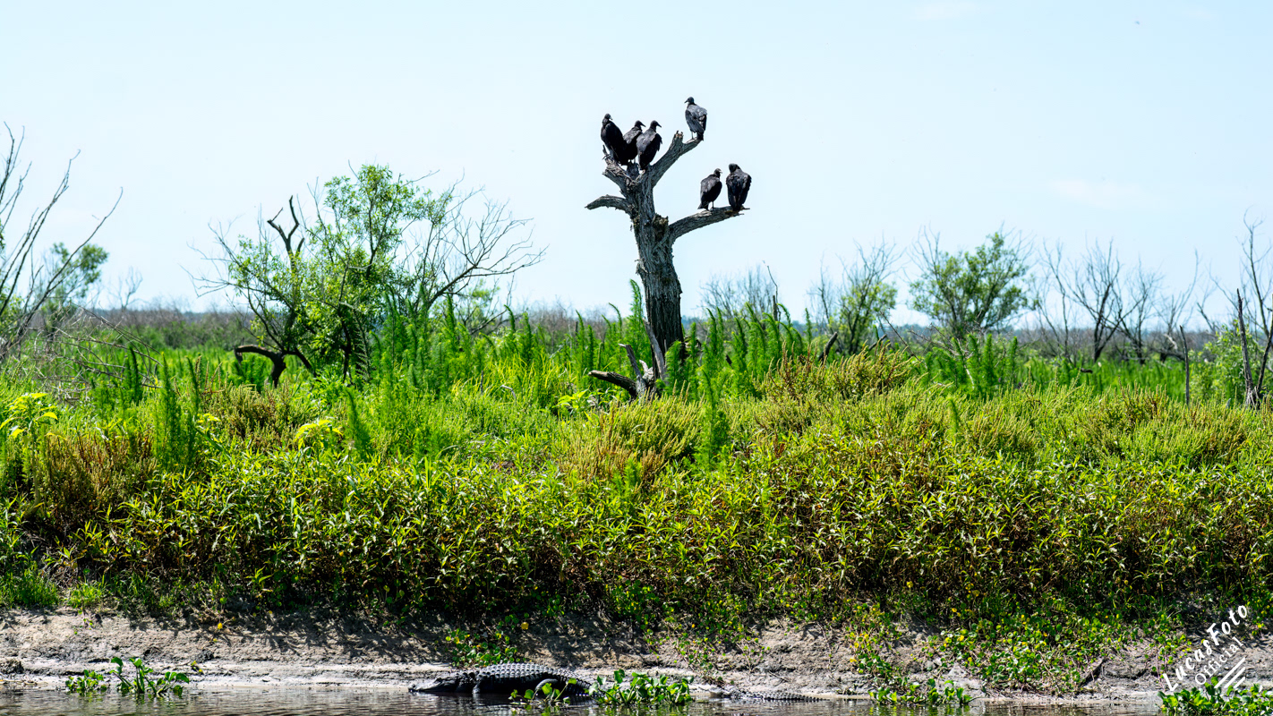 Alligator / Black Vulture