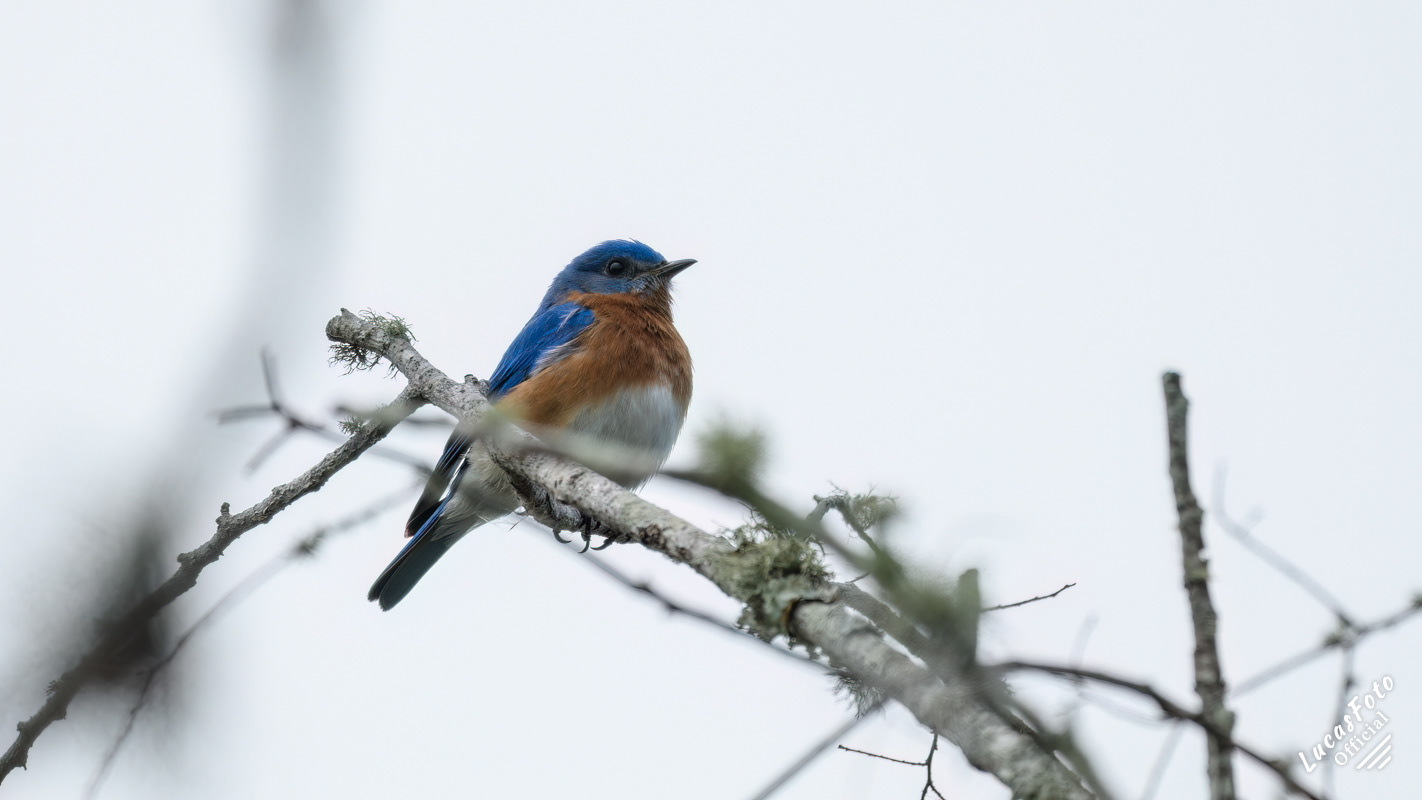 Eastern Bluebird