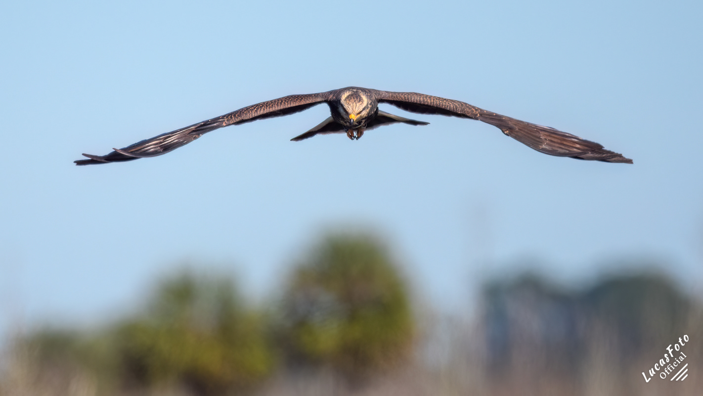 Snail Kite