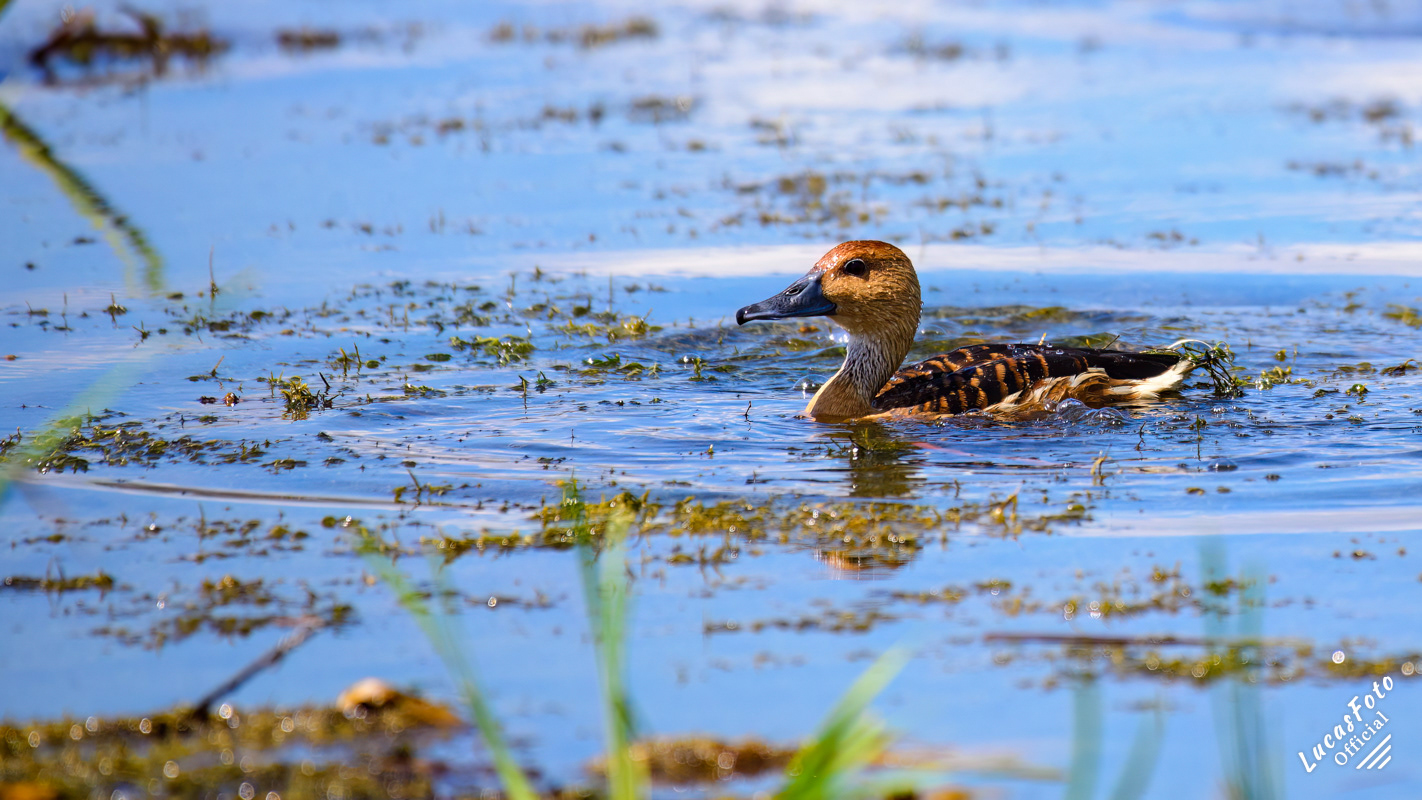 Fulvous Whistling-Duck