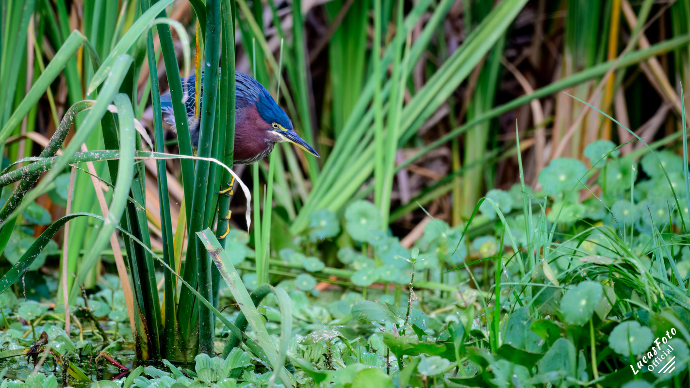 Green Heron