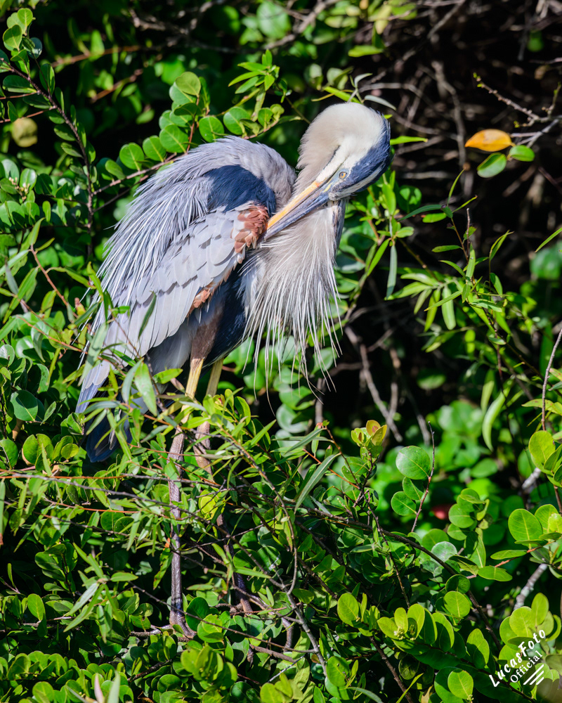 Great Blue Heron