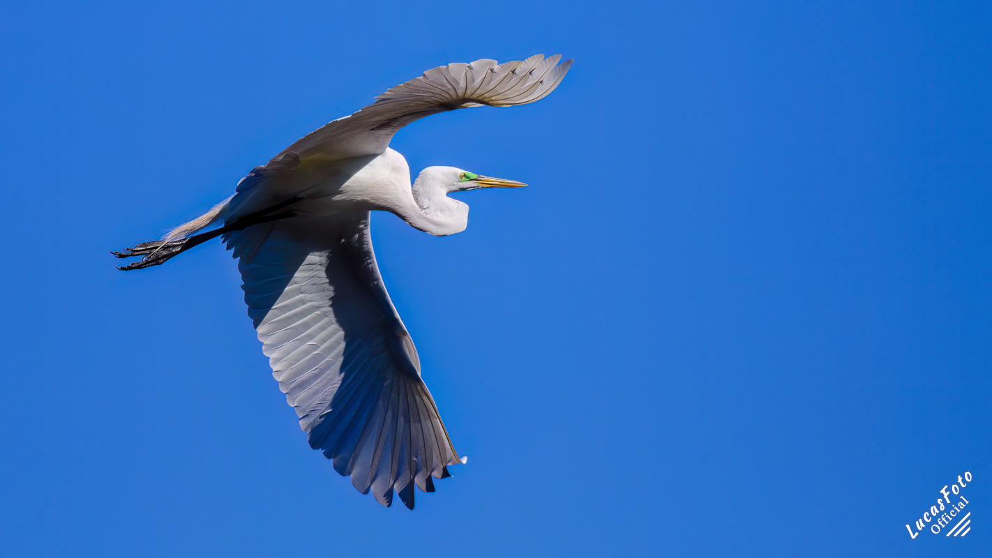 Great Egret