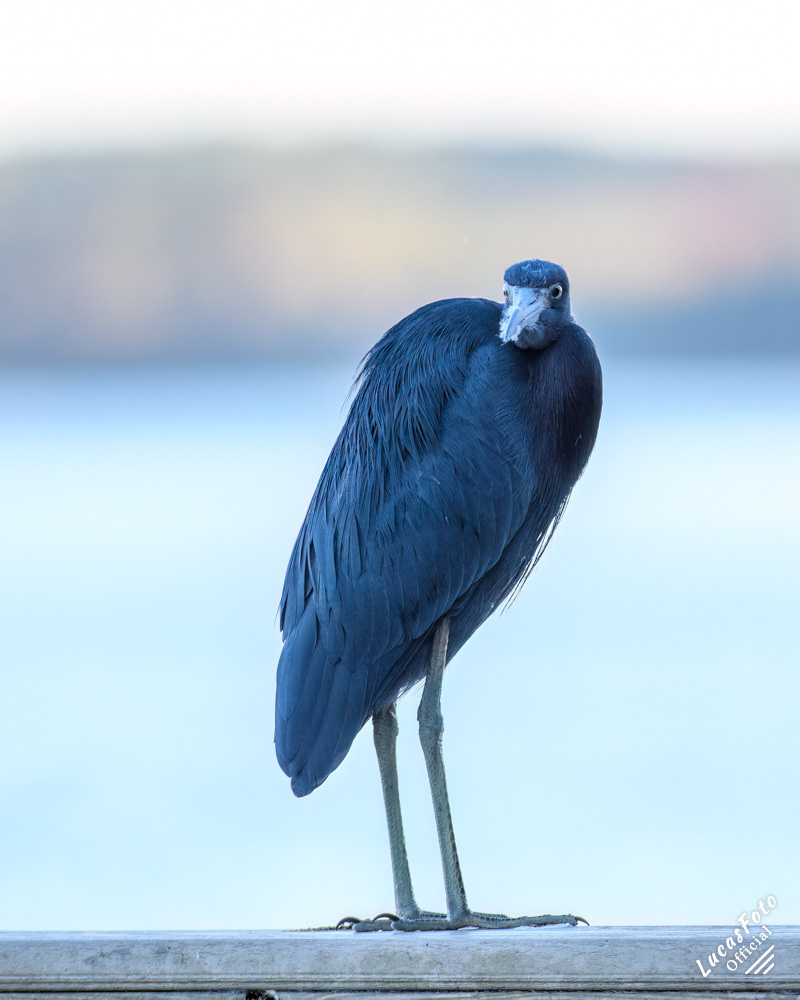 Little Blue Heron