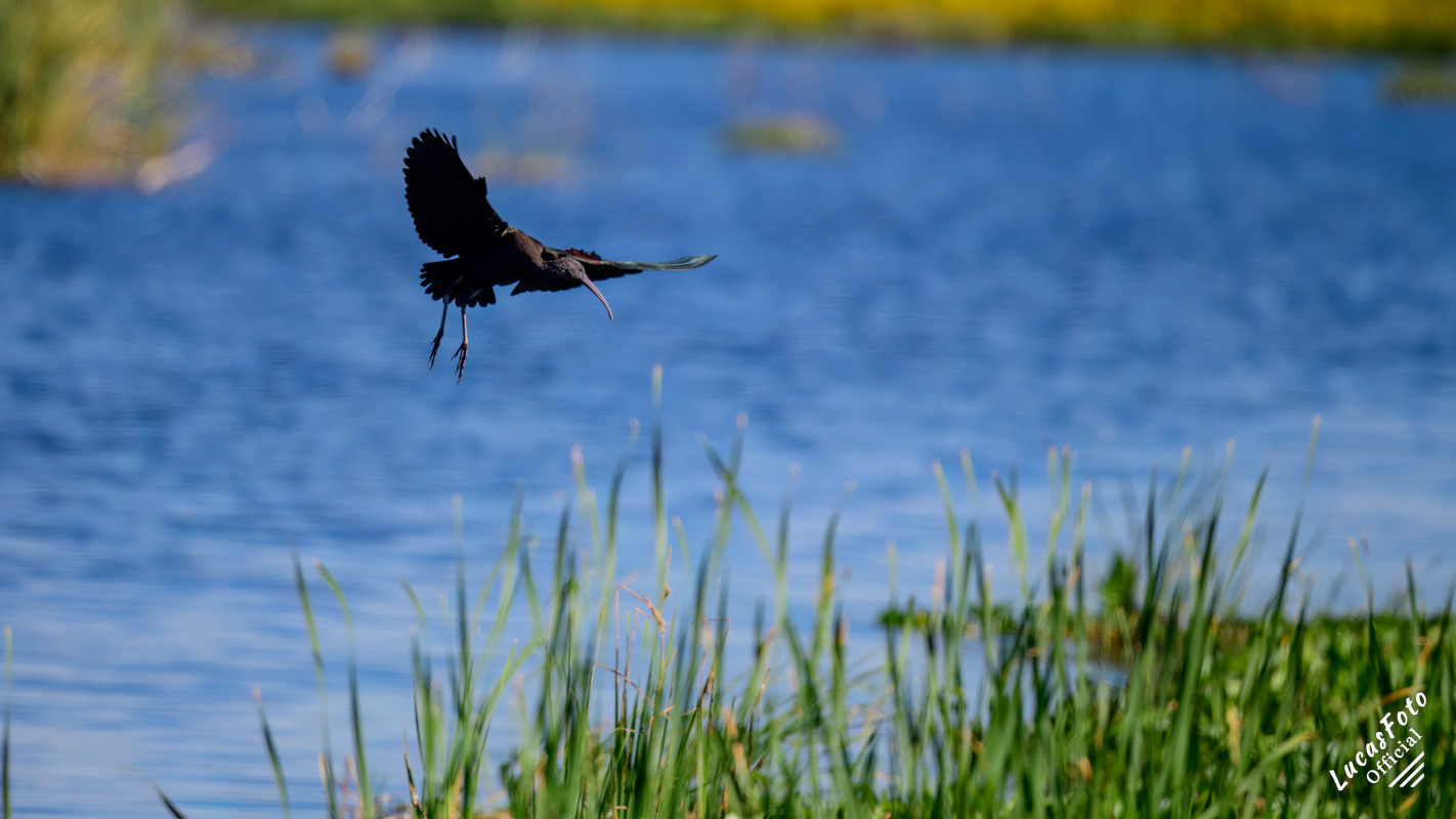 Glossy Ibis