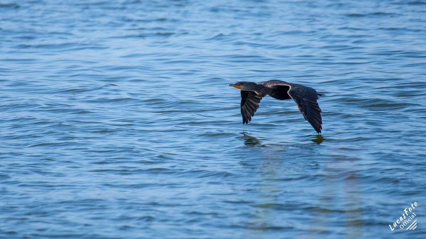 Double-crested Cormorant