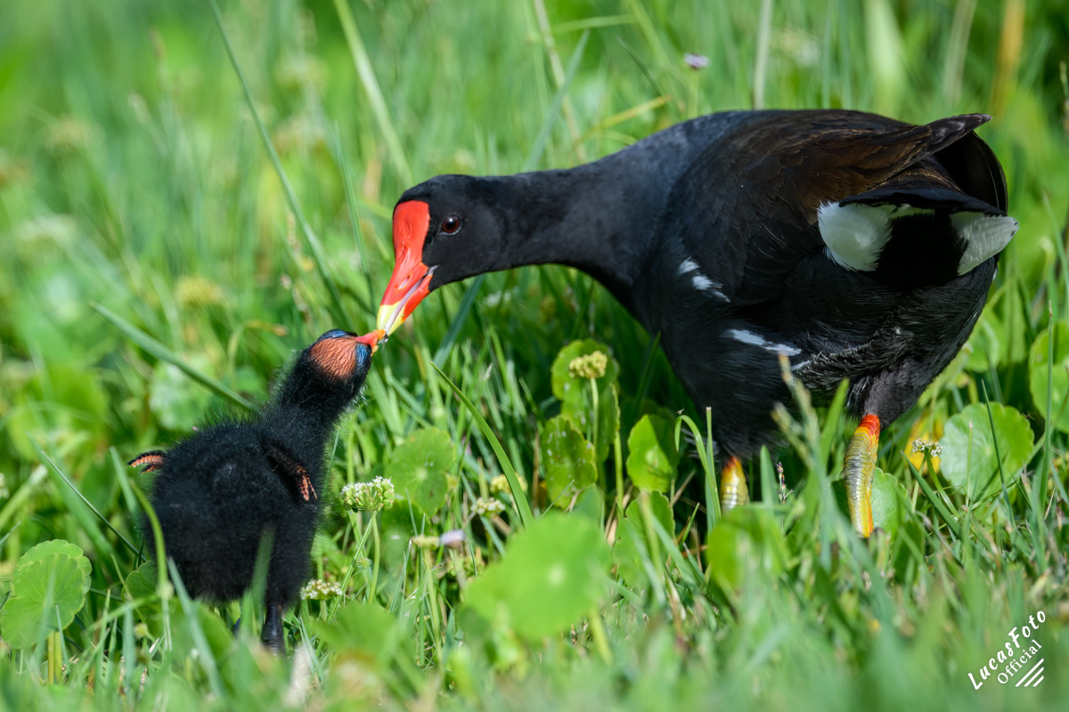 Common Gallinule