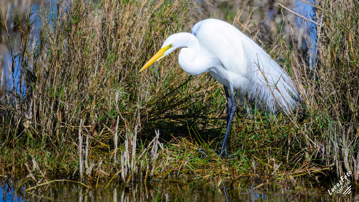 Great Egret