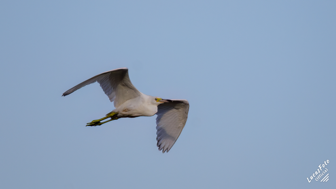 Juvenile Little Blue Heron