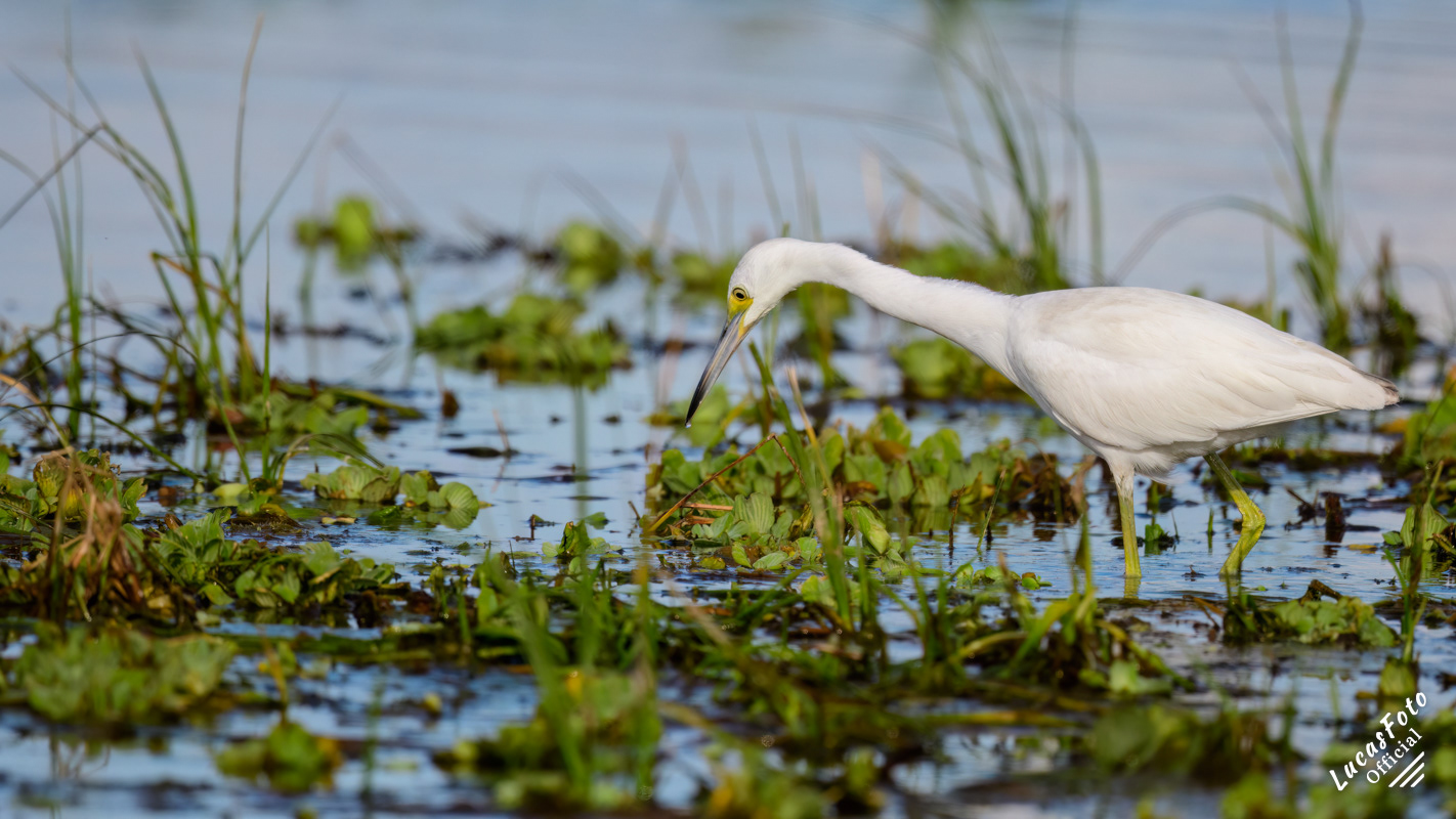 Juvenile Little Blue Heron