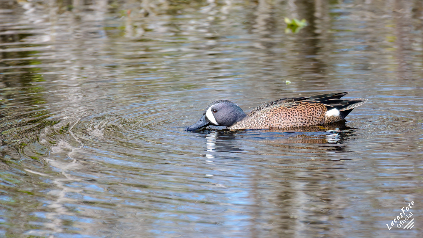Blue-winged Teal