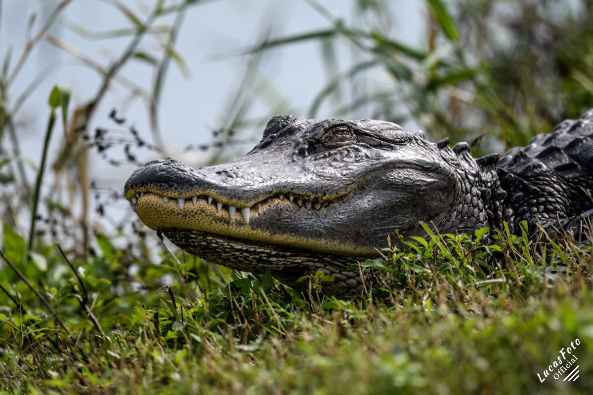 Alligator