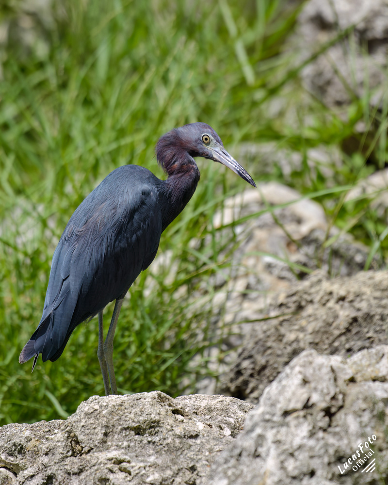 Little Blue Heron