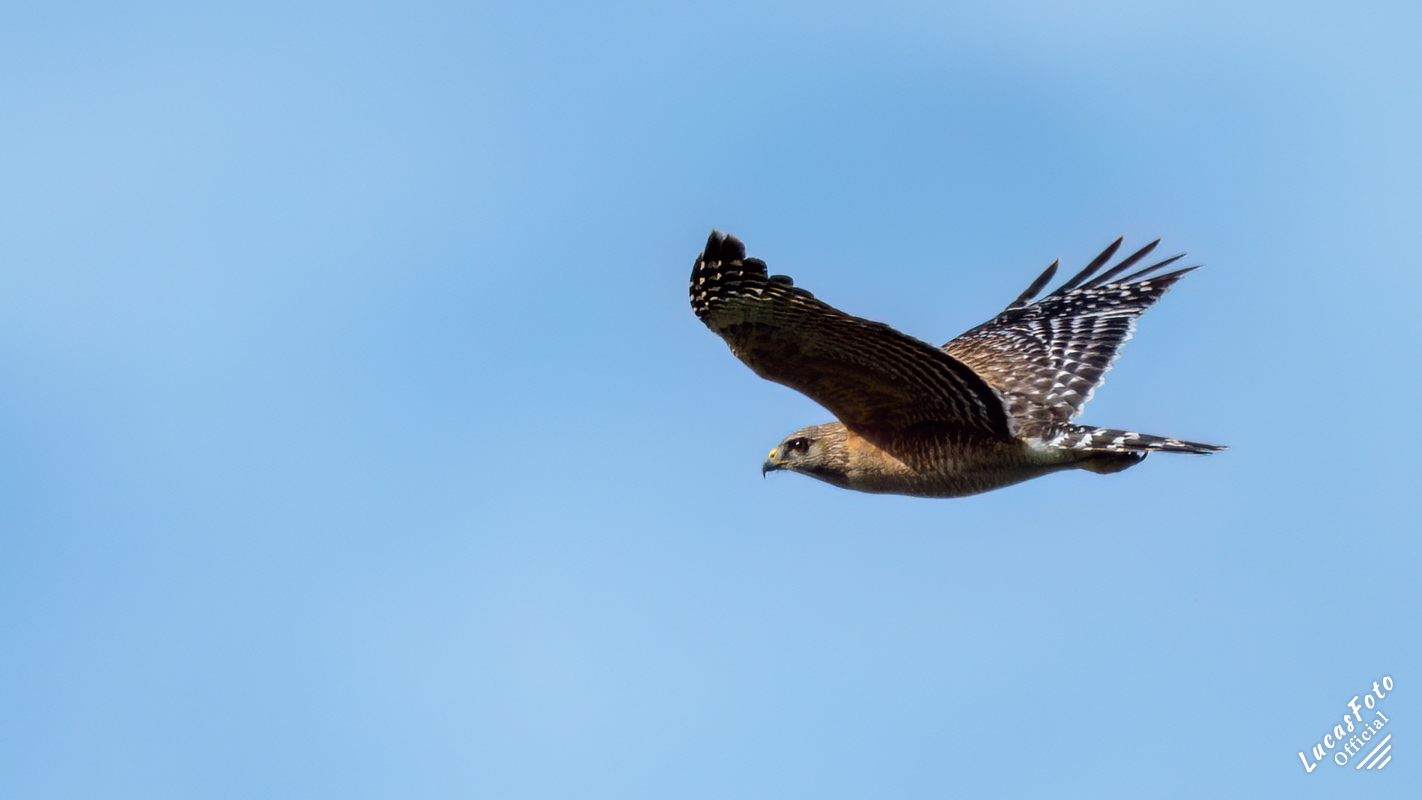 Red-shouldered Hawk